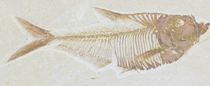 Detailed Diplomystus Fish Fossil From Wyoming #32732